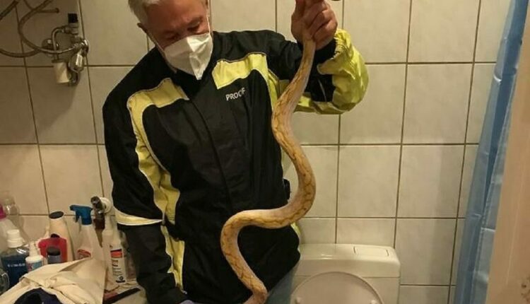 Autriche un serpent mord les parties génitales d'un homme