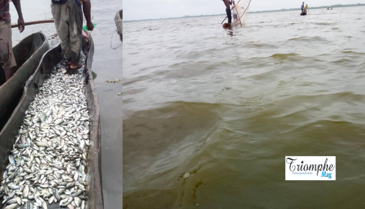 mort massive des poissons et changement de la couleur du lac Toho