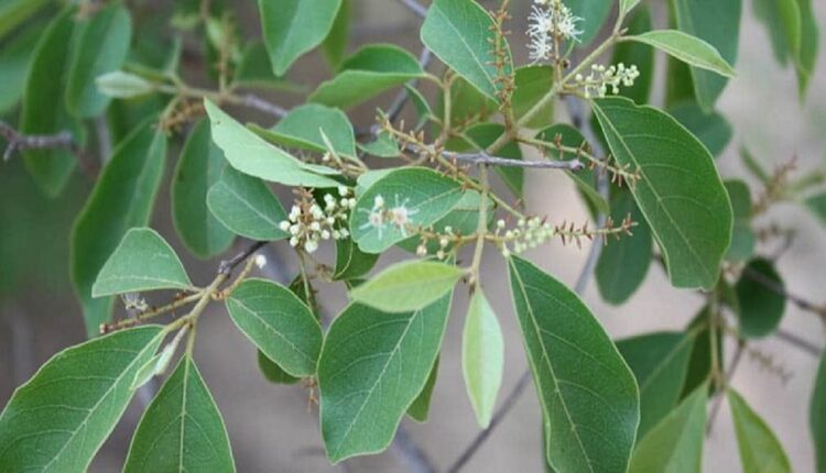 Le Kinkéliba : La Plante Qui Vous Rajeuni Et Vous Donne Une Longue Vie