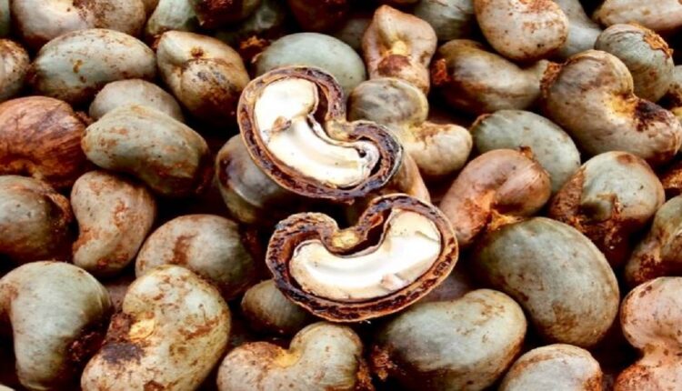 Campagne de commercialisation des noix de cajou