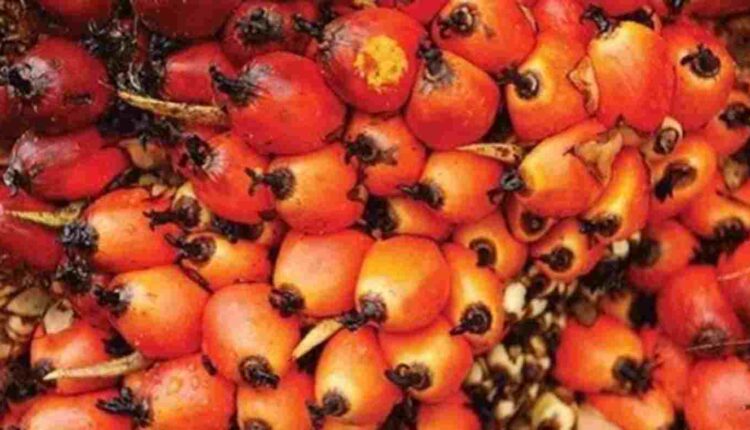 NOix de palme sêdé