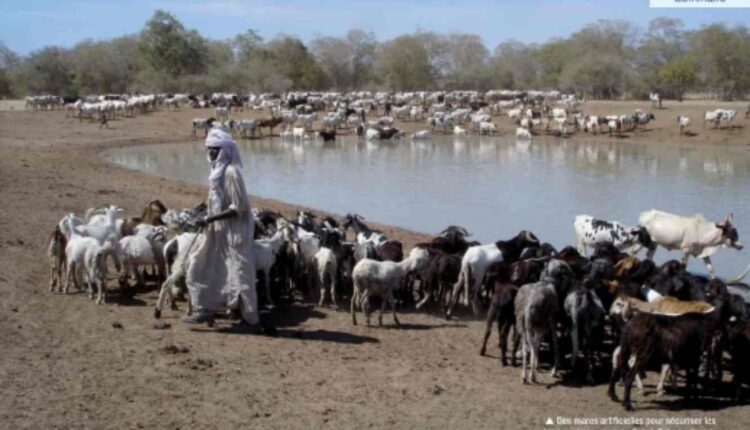 éleveurs de leurs campements et des espaces agropastoraux, des bœufs