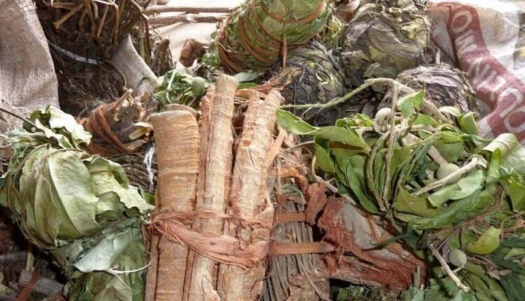 médecine traditionnelle