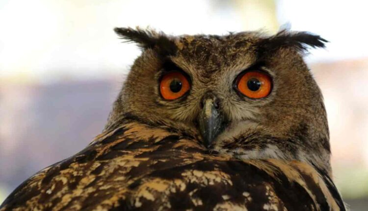 hibou