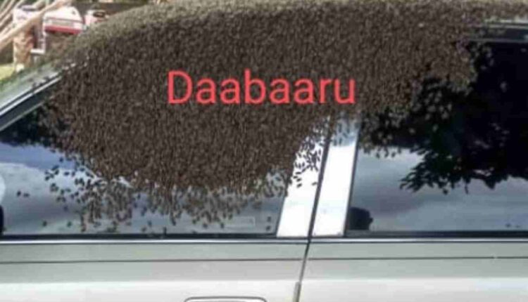 un cadre tiré au sort attaqué par des abeilles