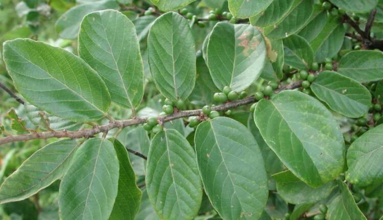 bridelia ferruquinea