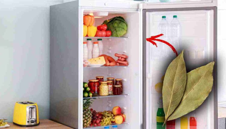 Vous pouvez désodoriser votre réfrigérateur avec des feuilles de laurier