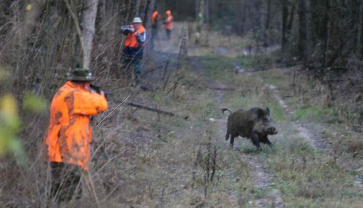 chasse à la battue Ph L'Ardennais