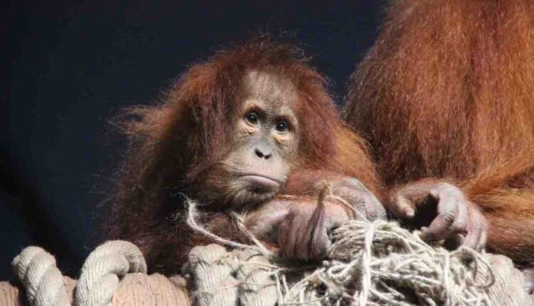 l’animal sauvage qui capture l’énergie et la personnalité de chaque signe astrologique , orang-outan