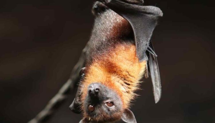 Les chauves-souris sont des animaux fragiles : voici comment réagir si vous en avez chez vous. • © PATRICK LEFEVRE / MAXPPP