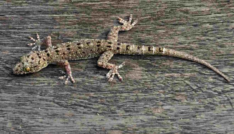 5 astuces très efficaces éloigner définitivement les geckos de vos maisons