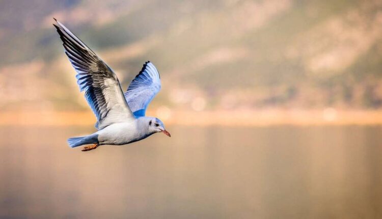 Vol d’Oiseau Credit Frequence-Sud