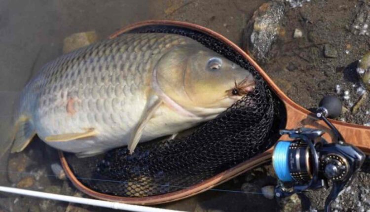 Un pêcheur de poisson
