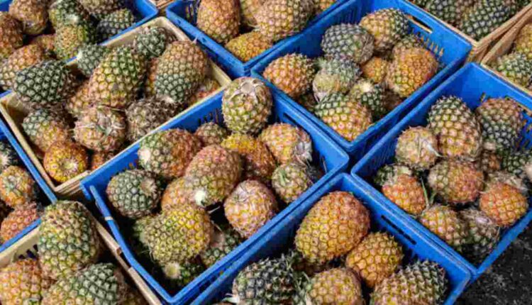 les Ananas Béninois Interdits de Vente RFI